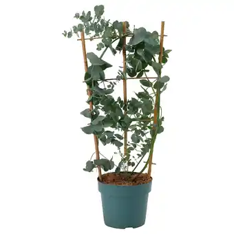 IKEA Eucalyptus Potteplante, eukalyptus, 17 cm tilbud