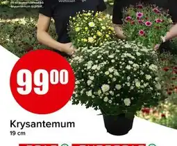 Spar Krysantemum, NOK 99 tilbud