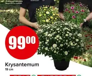 Spar Krysantemum, NOK 99 tilbud