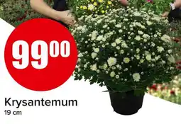 Spar Krysantemum tilbud