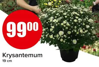 Spar Krysantemum tilbud