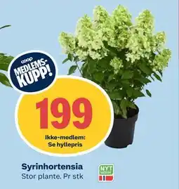 Coop Obs Syrinhortensia, Medlemspris tilbud