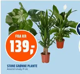 Coop Obs STORE GRØNNE PLANTE tilbud