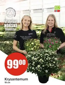 Spar Krysantemum, NOK 99 tilbud