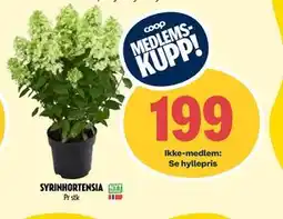 Coop Prix SYRINHORTENSIA, Medlemspris tilbud