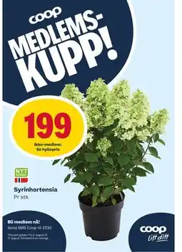 Matkroken Syrinhortensia, Medlemspris tilbud