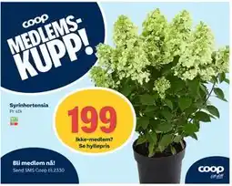 Coop Extra Syrinhortensia, Medlemspris tilbud