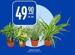 Rema 1000 GRØNNE PLANTER, NOK 49.9 tilbud