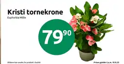 Joker Kristi tornekrone tilbud