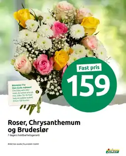 Joker Roser, Chrysanthemum og Brudeslør tilbud