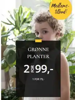 Floriss Grønne planter tilbud
