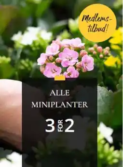 Floriss Alle miniplanter tilbud
