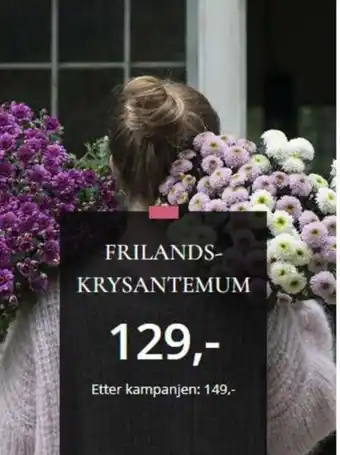 Floriss Frilands- krysantemum tilbud
