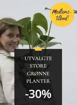 Floriss Utvalgte store grønne planter tilbud