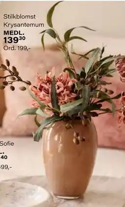 Kremmerhuset Stilkblomst Krysantemum, Medlemspris tilbud