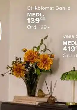 Kremmerhuset Stilkblomst Dahlia, Medlemspris tilbud