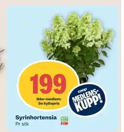 Coop Mega Syrinhortensia, Medlemspris tilbud