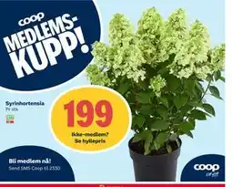 Coop Extra Syrinhortensia, Medlemspris tilbud