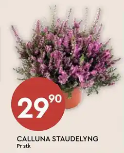 Coop Mega CALLUNA STAUDELYNG, NOK 29.9 tilbud