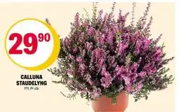 Coop Extra CALLUNA STAUDELYNG, NOK 29.9 tilbud