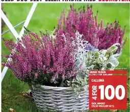 Meny CALLUNA, NOK 100 tilbud