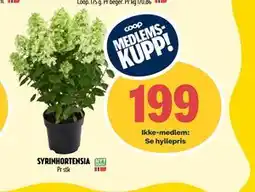 Coop Prix SYRINHORTENSIA, Medlemspris tilbud