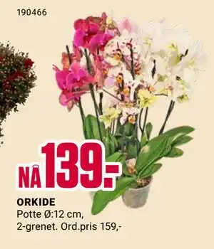 Europris ORKIDE, NOK 139 tilbud