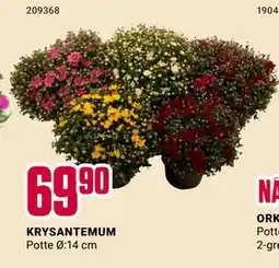 Europris KRYSANTEMUM, NOK 69.9 tilbud