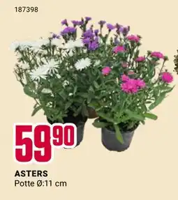 Europris ASTERS, NOK 59.9 tilbud