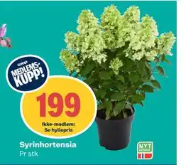 Coop Obs Syrinhortensia, Medlemspris tilbud
