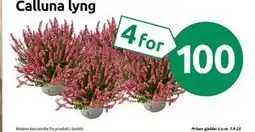 Joker Calluna lyng, NOK 100 tilbud