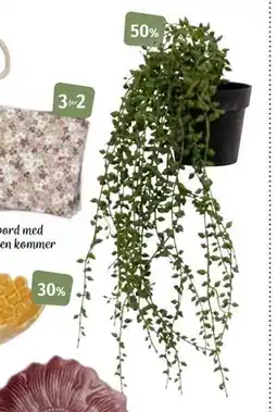 Nille Hengeplante, NOK 124.95 tilbud