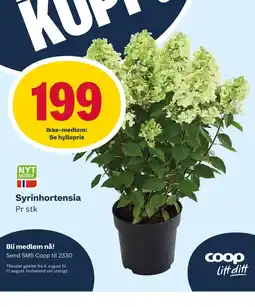 Coop Marked Syrinhortensia tilbud