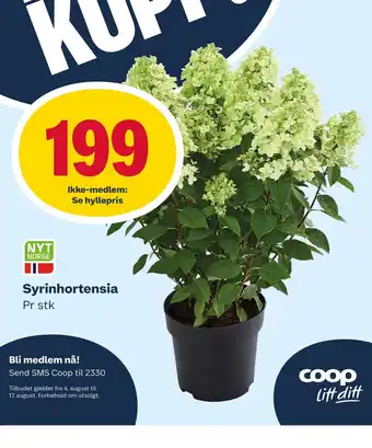 Coop Marked Syrinhortensia tilbud