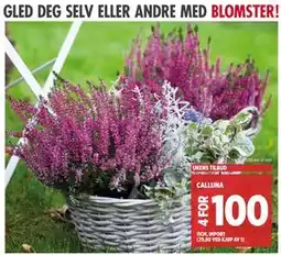 Meny CALLUNA, NOK 100 tilbud