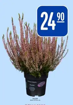 Rema 1000 CALLUNA, NOK 24.9 tilbud