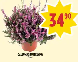 Coop Prix Calluna staudelyng tilbud