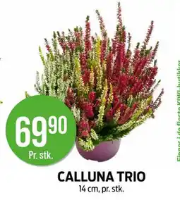 Kiwi CALLUNA TRIO, NOK 69.9 tilbud