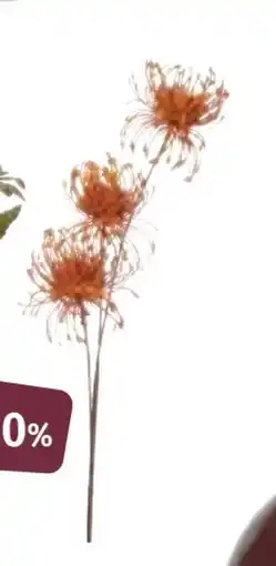 Nille Tistel stilkblomst, NOK 74.95 tilbud