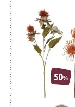 Nille Stilkblomst, NOK 49.95 tilbud