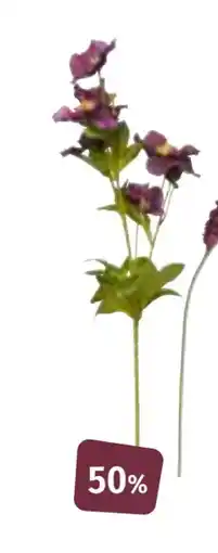 Nille Helleborus stilkblomst, NOK 49.95 tilbud