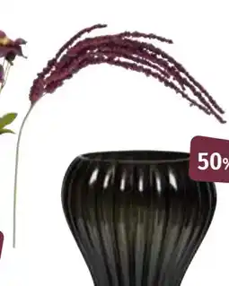 Nille Amaranthus stilkblomst, NOK 99.95 tilbud