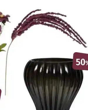 Nille Amaranthus stilkblomst, NOK 99.95 tilbud