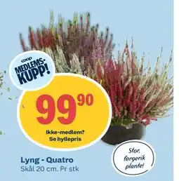 Coop Obs Lyng - Quatro, Medlemspris tilbud