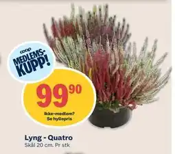 Coop Mega Lyng - Quatro, Medlemspris tilbud