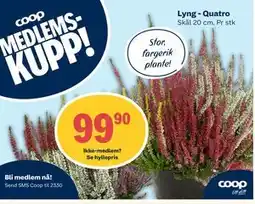 Coop Extra Lyng - Quatro, Medlemspris tilbud