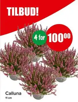 Spar Calluna, NOK 100 tilbud