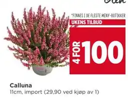 Meny Calluna, NOK 100 tilbud