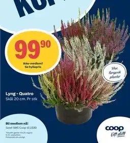 Matkroken Lyng - Quatro, Medlemspris tilbud