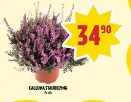 Coop Prix CALLUNA STAUDELYNG, NOK 34.9 tilbud